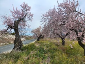 Imagen arboles en flor en Gorga