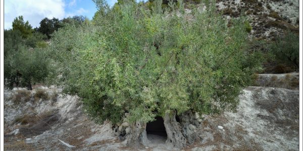 El olivo milenario